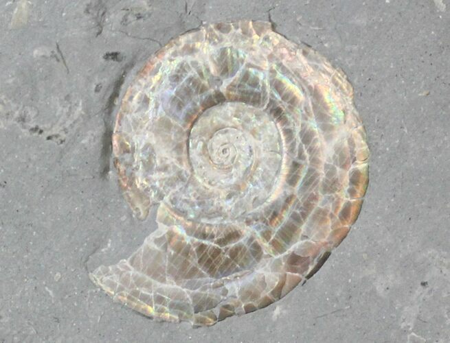 Brilliant Psiloceras Ammonite - England #25773